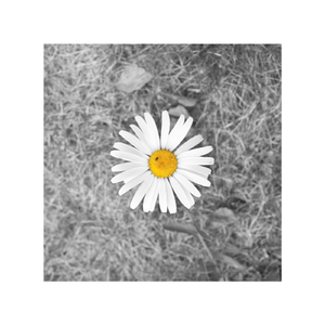 亚洲日本Va在线视频观看
